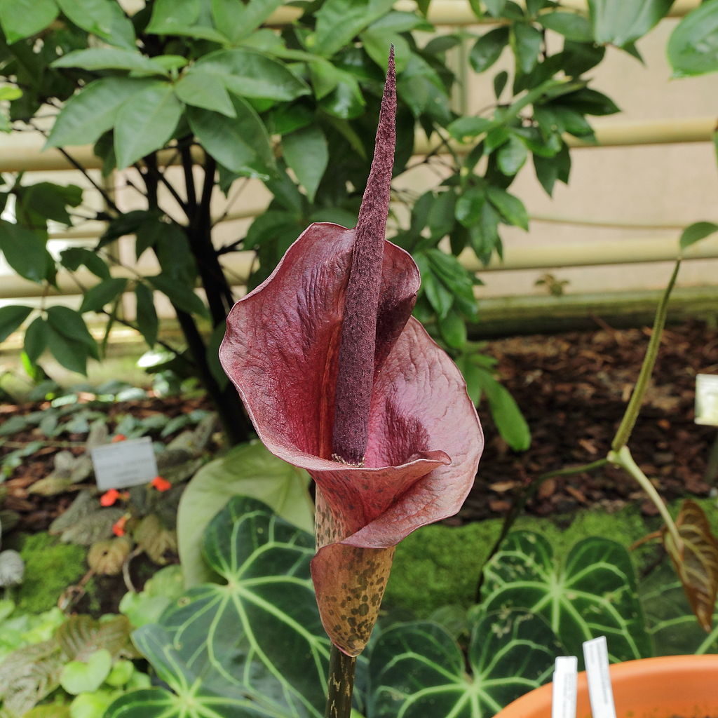 Amorphophallus konjac