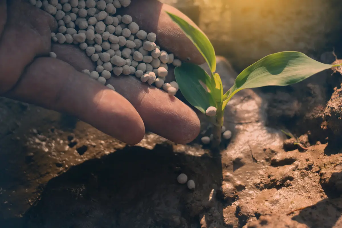 Qual è il concime naturale più efficace? Il trucco che fa rinascere le piante