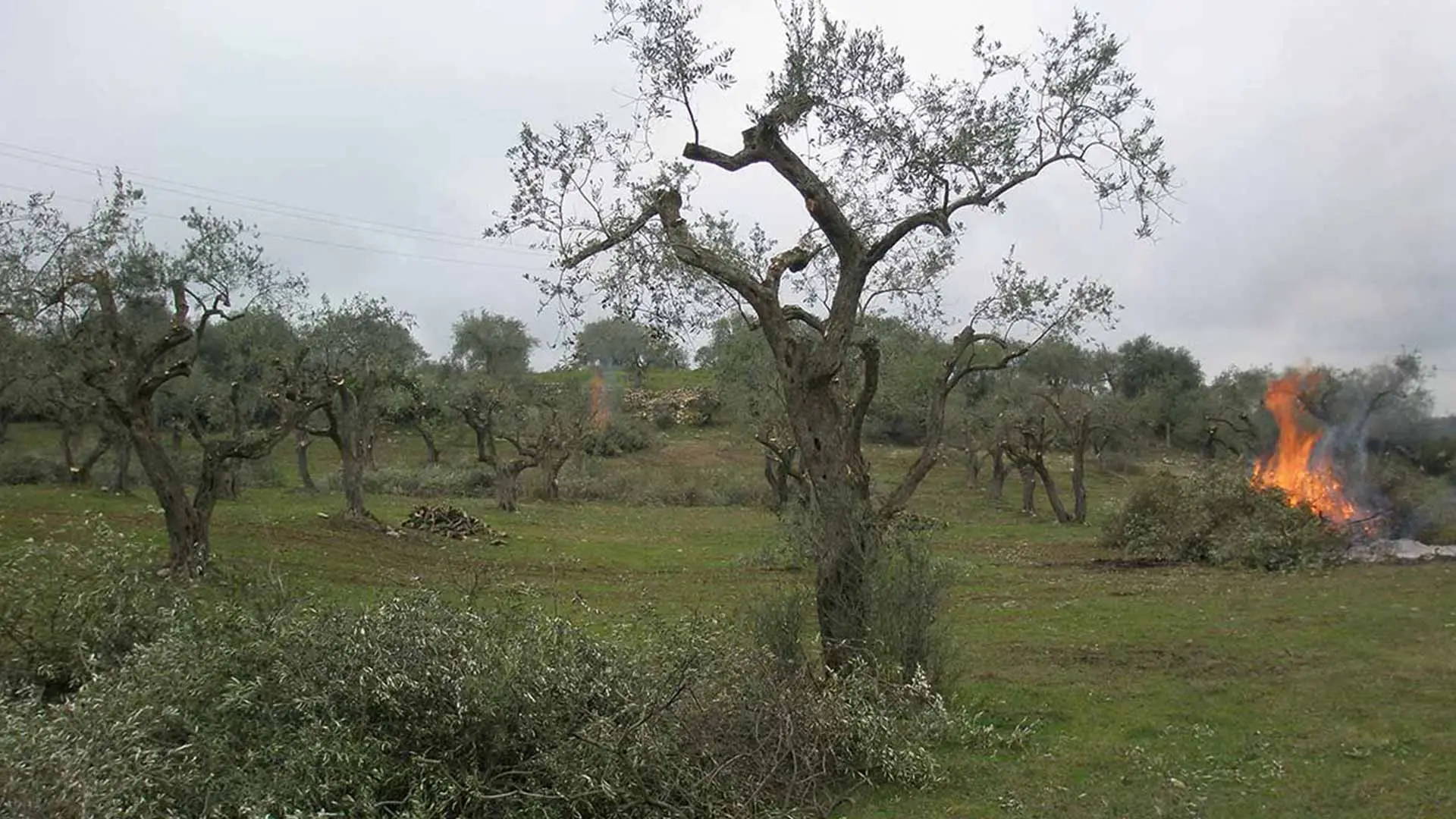 La sorprendente verità su come sopravvivono le piante anche senza foglie