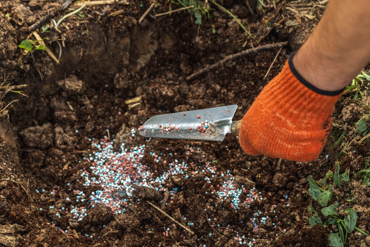 Non mettere lo stallatico in questo periodo o brucerai completamente le tue piante