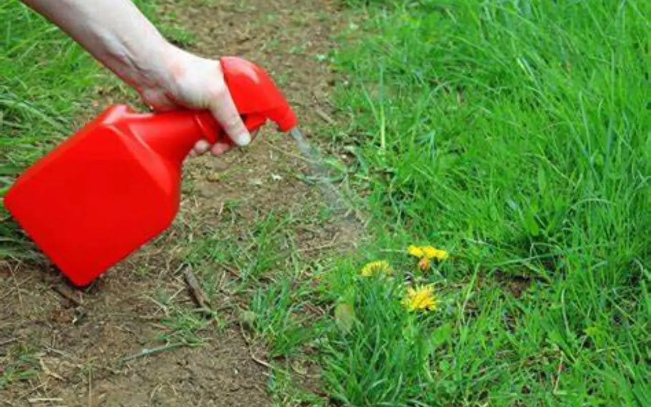 Allarme piante transgeniche: ecco cosa stai mangiando davvero