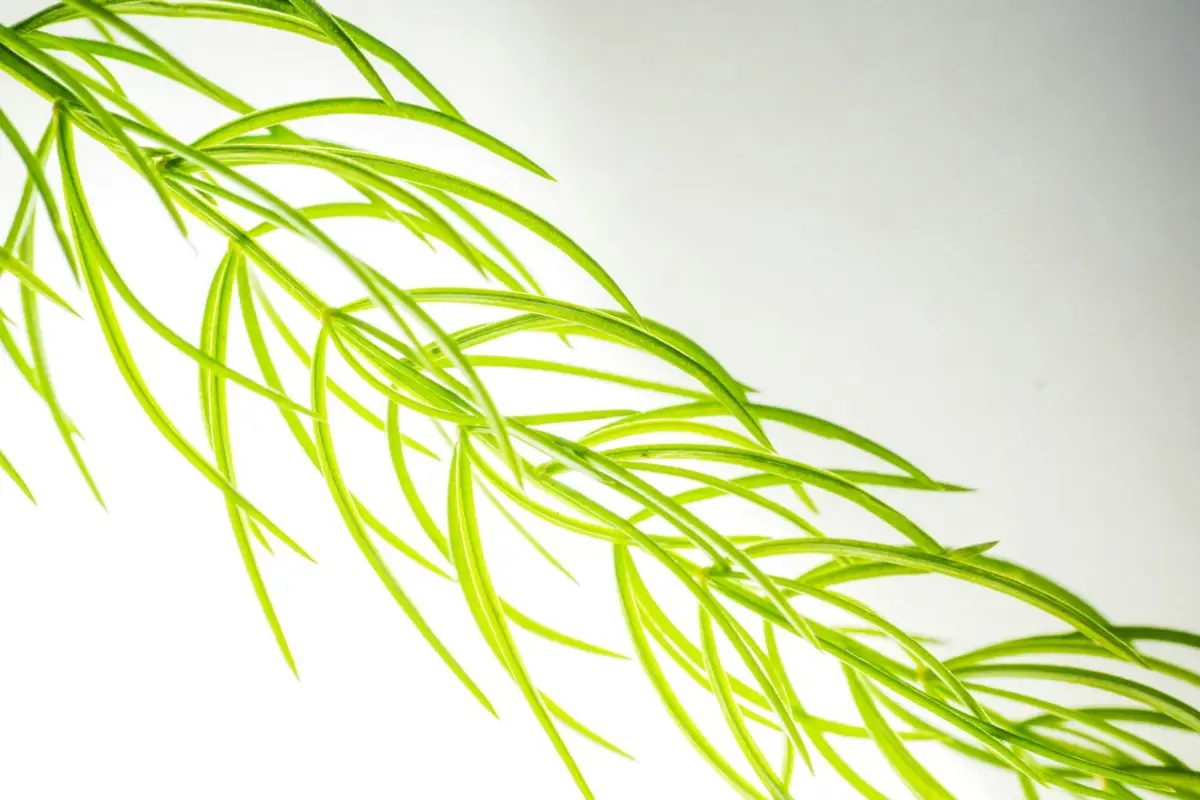 Piante aeree: ecco perché puoi coltivarle anche se non hai pollice verde