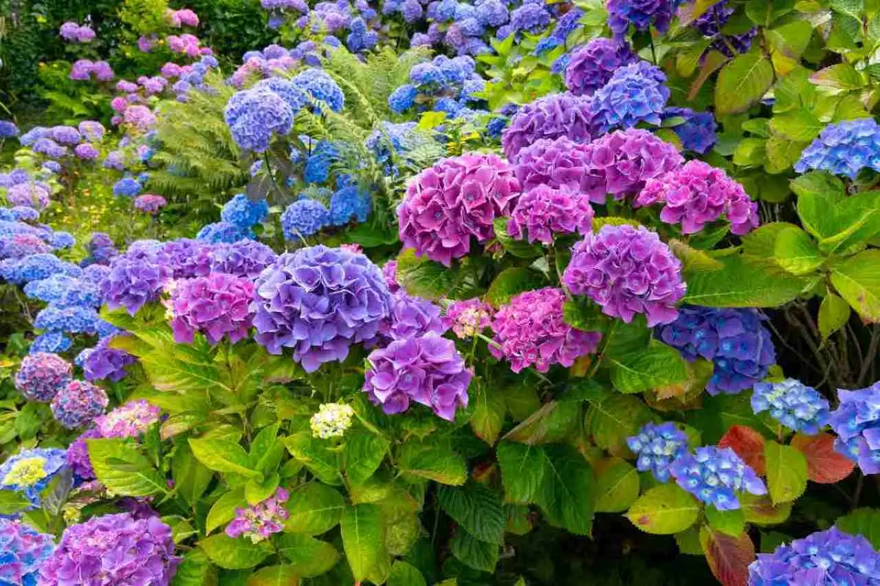Le foglie della tua ortensia cambiano colore, perché? Ecco cosa significa
