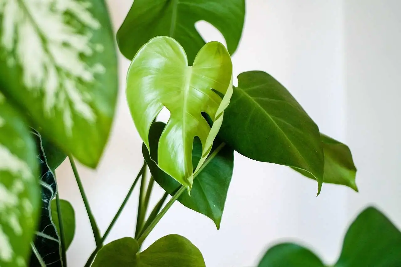 La tua Monstera deliciosa ha le foglie piccole e non bucate, perché? Ha bisogno di più luce