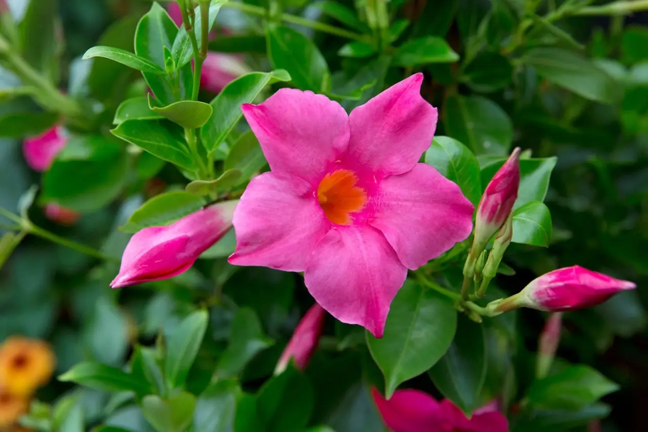 La tua Dipladenia o Mandevilla ha le foglie gialle? L’errore con l’irrigazione
