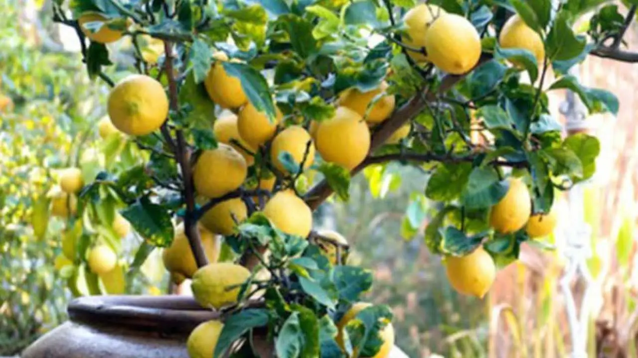 Come coltivare alberi di limone rigogliosi