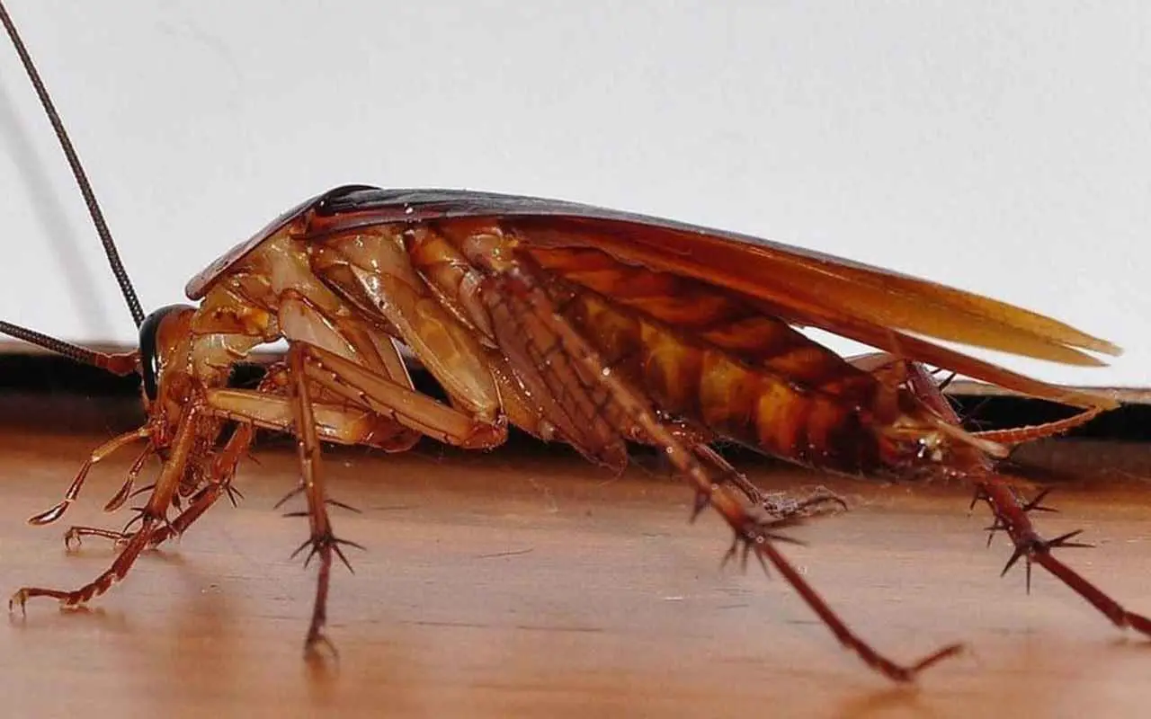 Se vedi scarafaggi in cucina di notte è colpa di questa abitudine comune