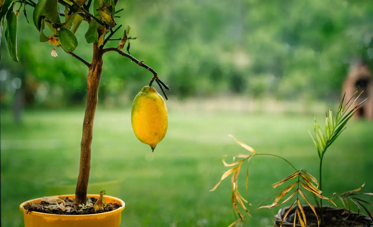 Come proteggere le piante di limoni in vaso dal primo gelo? La guida alla copertura invernale