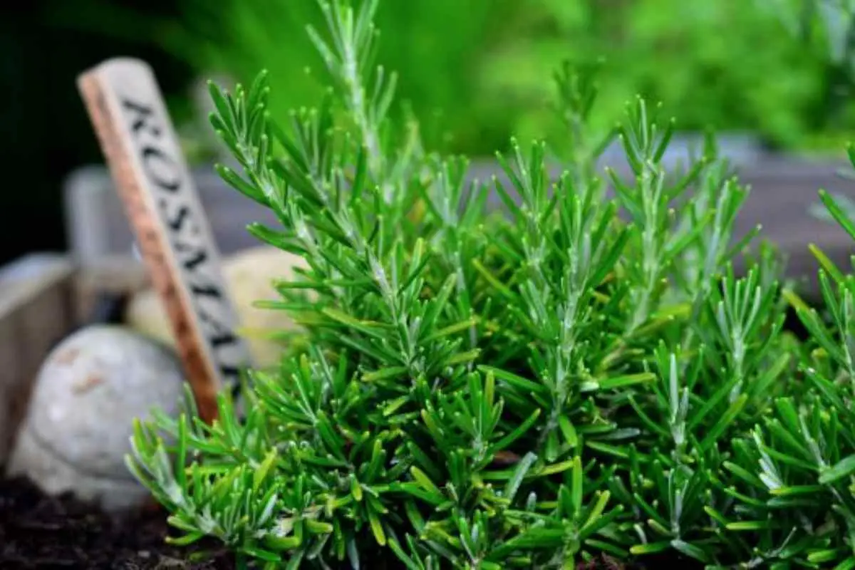 Quali sono le piante aromatiche che resistono al freddo sul balcone? Il prezzemolo, la salvia e le altre