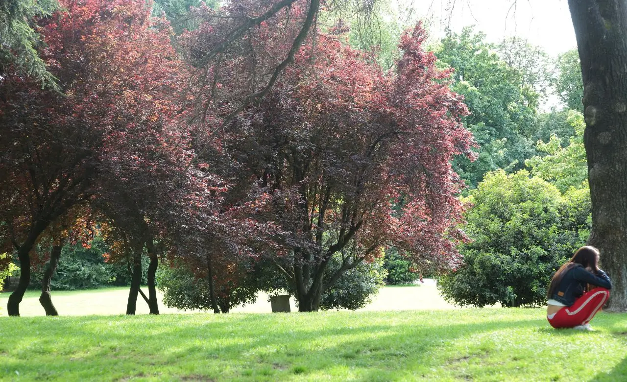 Pianta questo albero in giardino: il suo profumo batte mille fiori e tiene lontani gli insetti