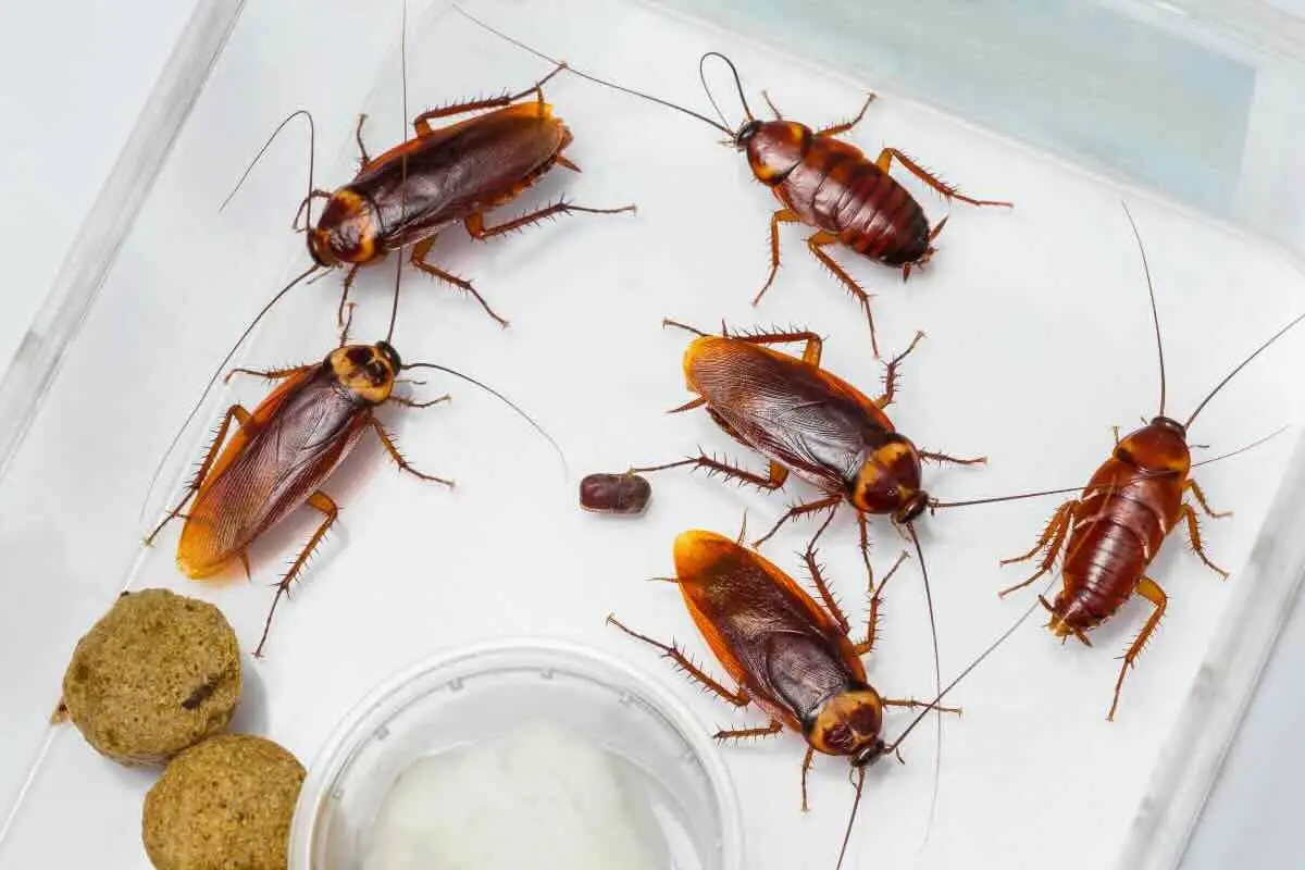 Pensi di usare correttamente le trappole per scarafaggi? Ecco l’errore comune che le rende inutili